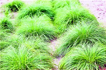观赏草城市绿化新品种（图） - 大山 - 边坡绿化 生态防护 水土保持 节能环保 