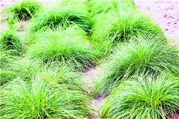 观赏草