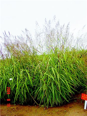 观赏草