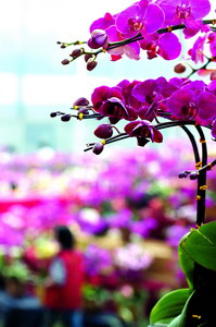 花卉