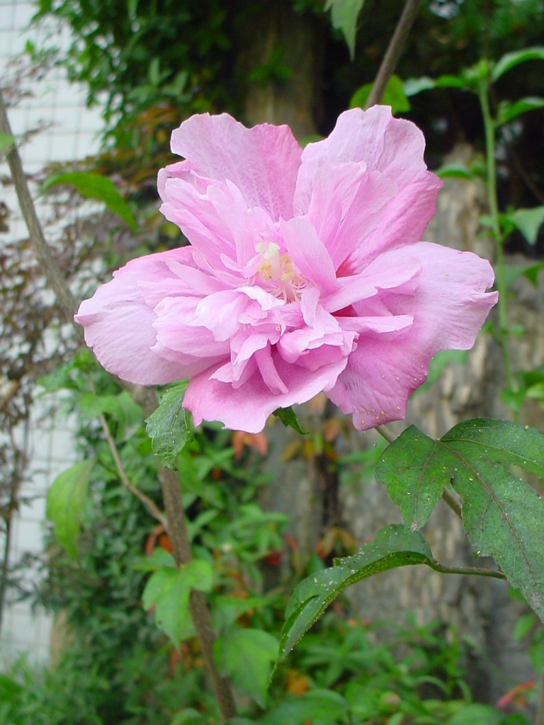 木槿 白槿花 榈树花