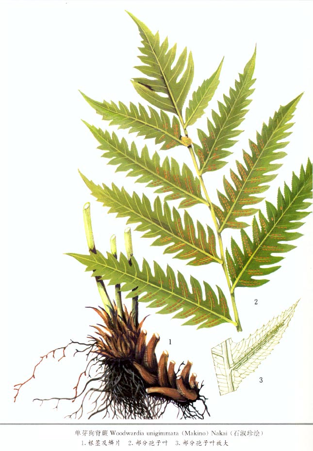 狗脊 管仲 冷卷子疙瘩-农博花木