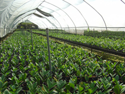 金钱树让高台看到钱景(图)