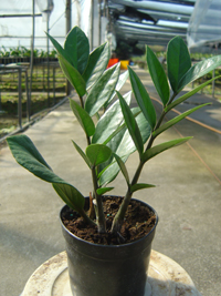 金钱树种植方法