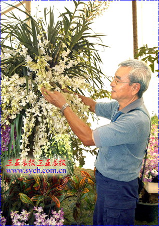 一枝兰花,催生三亚美丽产业(图)-农博花木