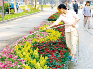 图为女职工为靓丽的花卉绿化带浇水.