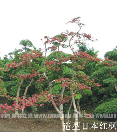花木