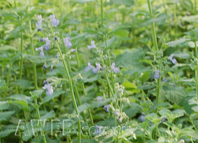 荆芥