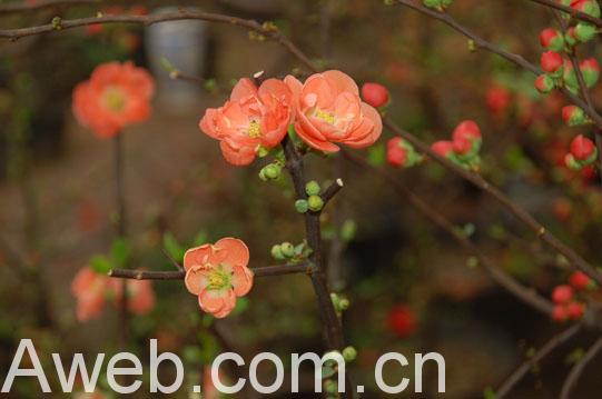 --> 梅花 梅花 花语:梅花有五朵花瓣,他们代表了五个吉祥之神,即所谓“梅开五福,竹报三多”。 梅花岁寒开放,腊梅报春,预兆一年的吉祥喜庆。 江南城镇居民有在春节期间互赠梅花的习俗,寓意来年万事顺畅,以及对长者的崇敬、对情人的仰慕。 养护管理 放置场所:梅花宜放置于阳光充足,空气流通的场所。梅花虽较耐寒,能傲霜凌雪开花,但仍性喜温暖,适生于南方气候,如在北方寒冷地区培养,冬季宜置于室内越冬。 浇水:平时要保持盆土湿润,注意不干不浇,防止盆中积水。从5月中、下