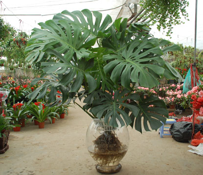 花卉