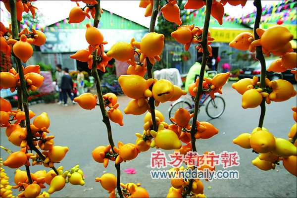 黄金果