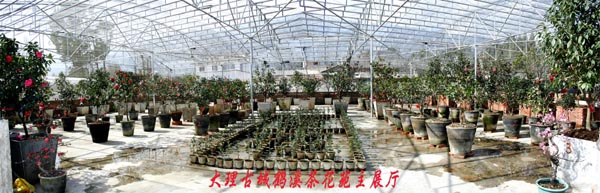 花卉