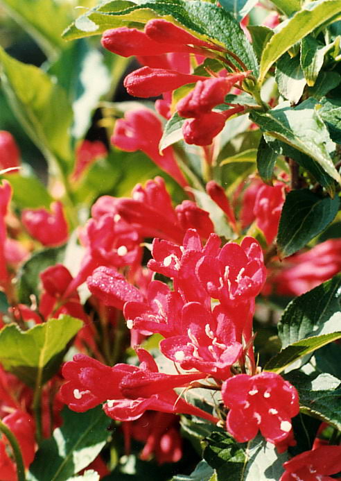 红王子锦带花