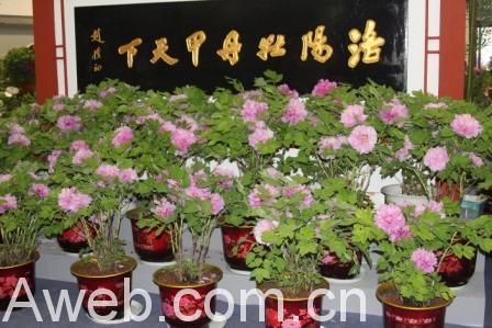 花博会洛阳牡丹甲天下(图) - 园林新闻 - 中华园林网