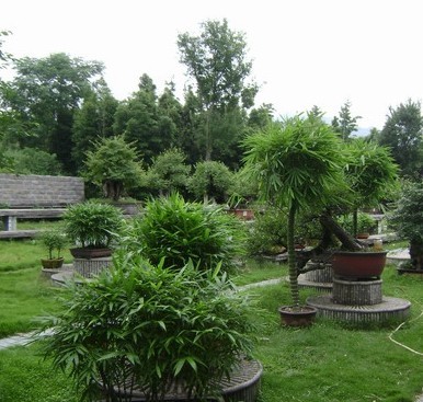 竹子盆栽图片人面竹-安吉竹盆景