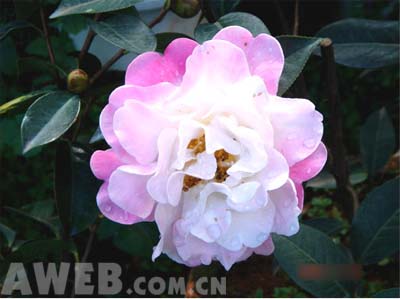 花卉