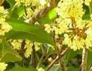 桂花