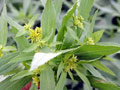 黄顶菊