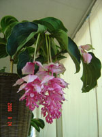 年宵花