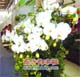 年宵花