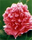 年宵花