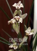兰花